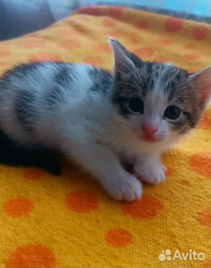 Котята