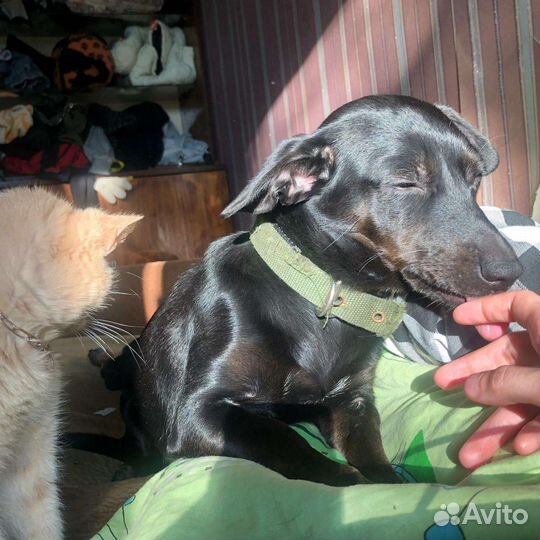 Собака в добрые руки