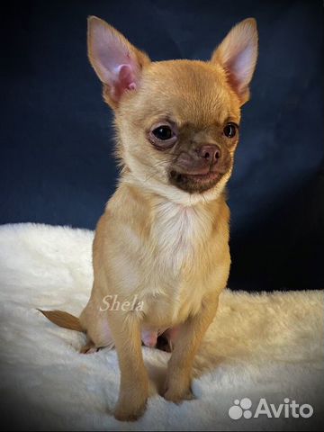 Лас Вегас мальЧиш