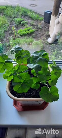 Комнатные растения цветы