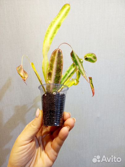 Кодиеум (кротон). Комнатные цветы, растения