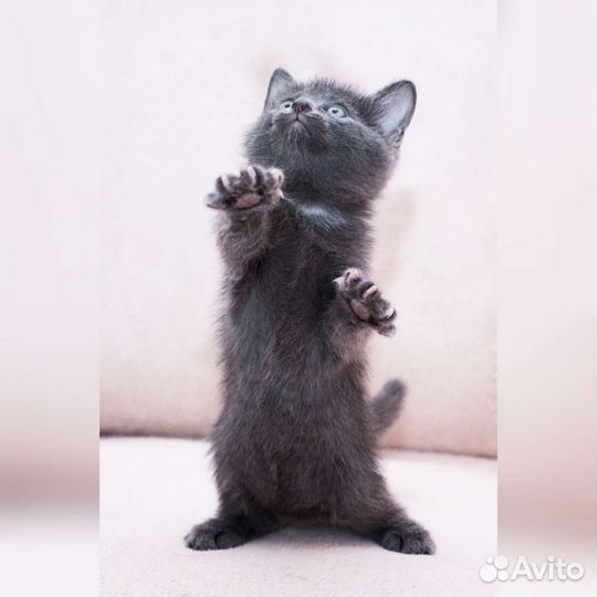 Котята разного окраса в добрые руки