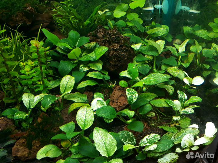 Анубиасы, ротала,лудвигия,погостемон и т.д