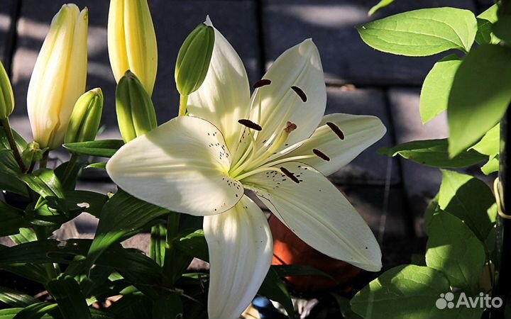 Луковицы лилии Mapira оптом