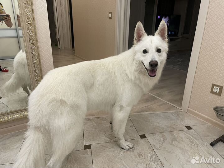 Вязка Белая швейцарская овчарка (бшо)