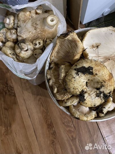 Грузди свежие