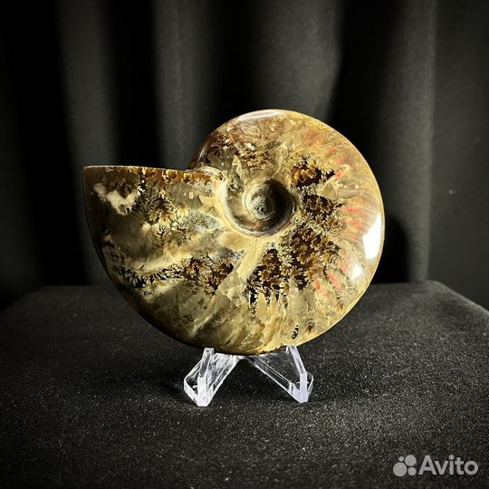 Аммонит окаменелости ископаемый аммолит