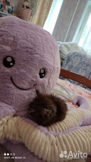 Котята от кошки крысоловки