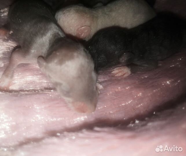 Крысята рексы