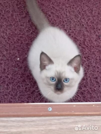 Тайские котята