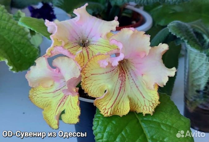 Стрептокарпусы