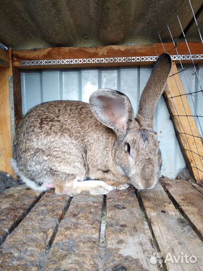 Кролики великаны