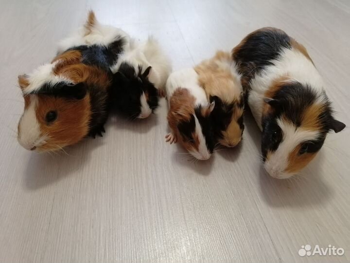Морские свинки малыши от Крестед и Розетки