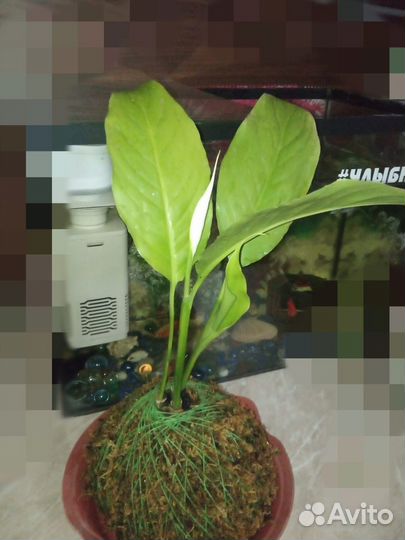 Спотифилум