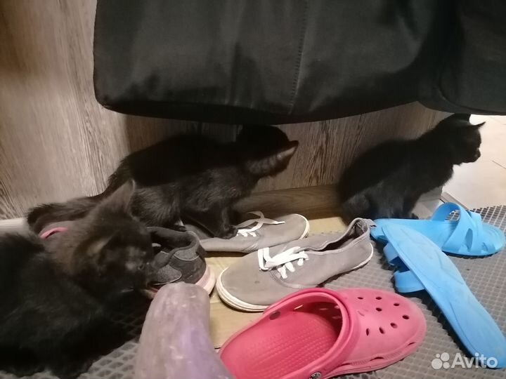 Котята в добрые руки даром