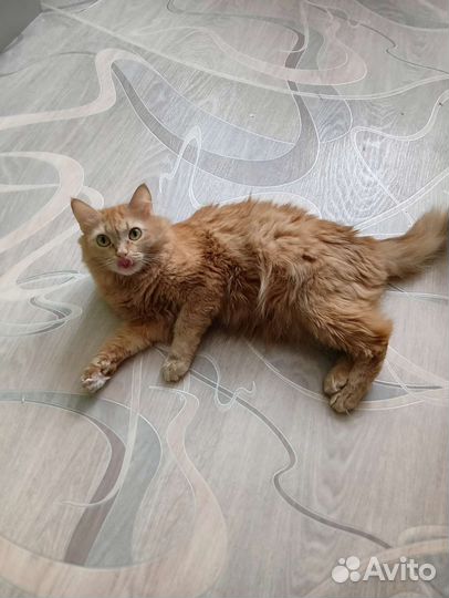 Кошка бесплатно