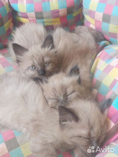 Котята