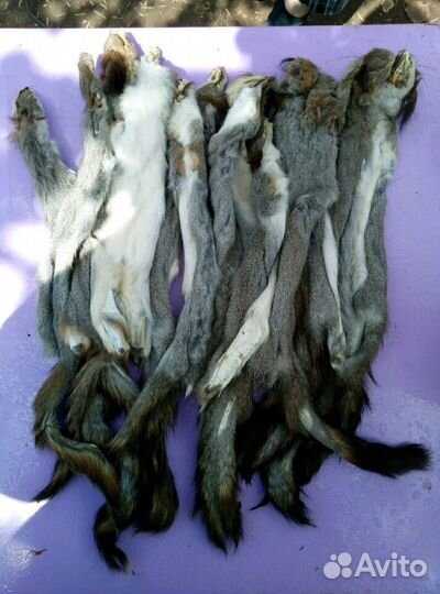 Шкурка белки