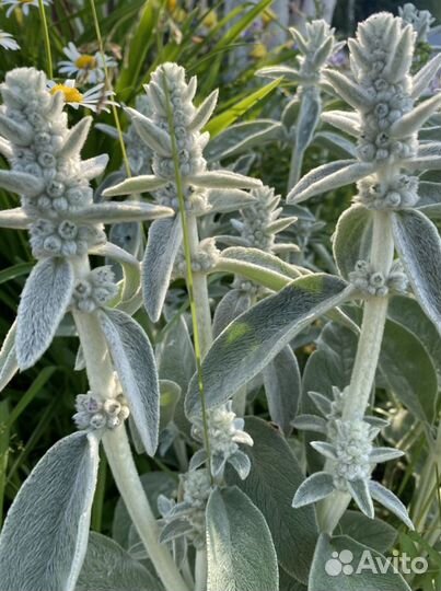 Чистец (ослиные ушки) многолетние цветы