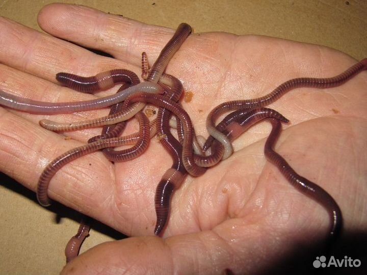 Черви для рыбалки