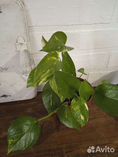 Эпипремнум золотистый