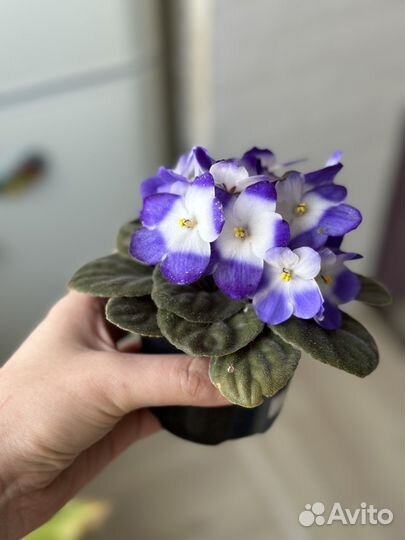 Фиалка детки