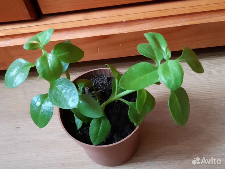 Аптения комнатное растение