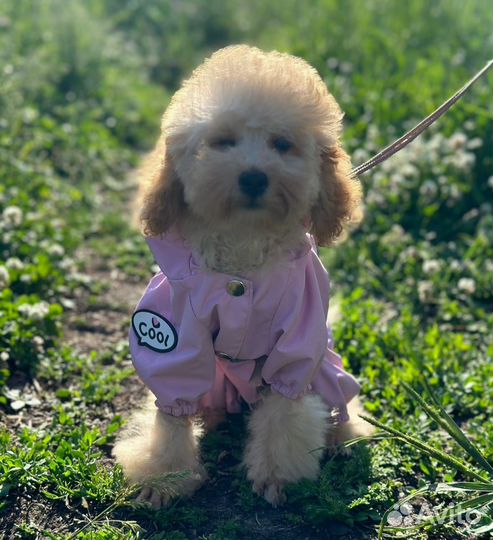 Той-пудель девочка