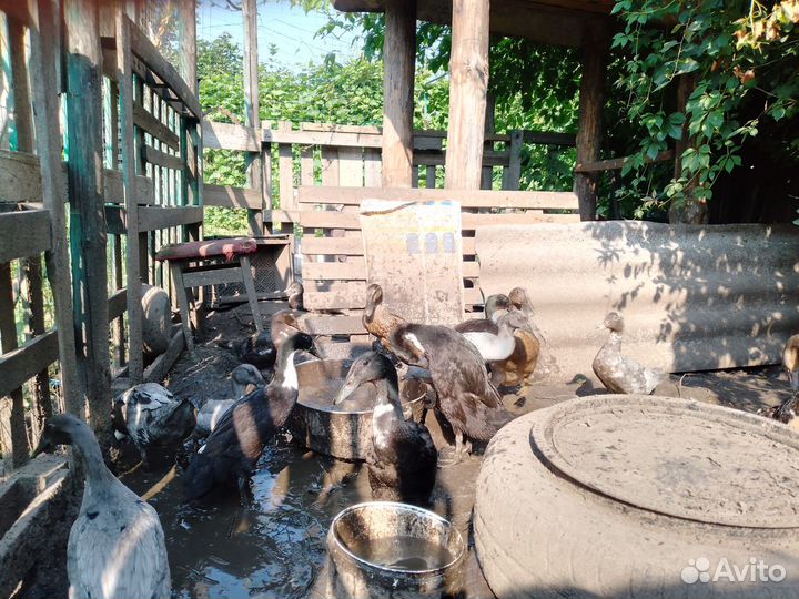 Утки Индийский бегун