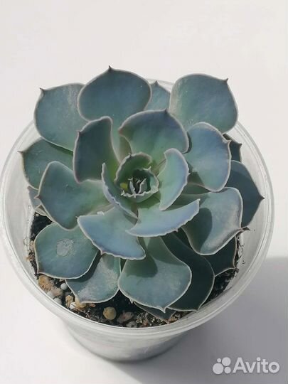 Эчеверия Шавиана