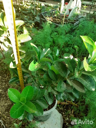 Бересклет кустарник