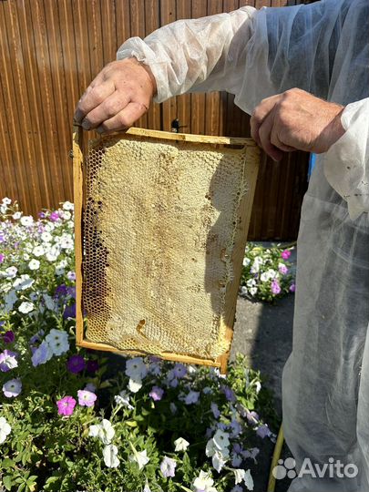 Мед домашний 2023