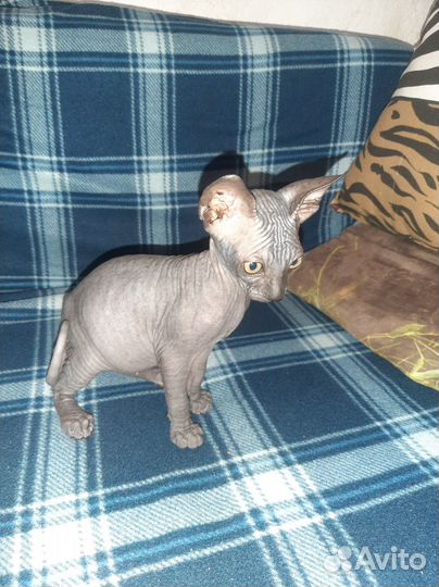 Канадский сфинкс