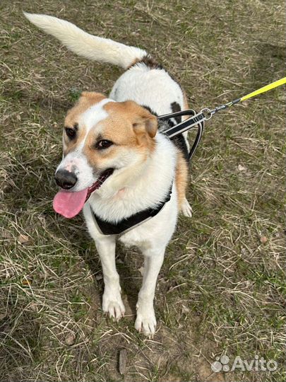 Весёлый пёс из приюта мечтает о счастье и семье