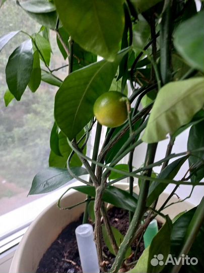 Цитрусовые растения