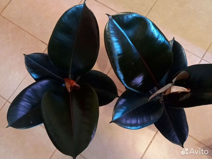 Сортовые фикусы Чёрный Принц, Мелани, Руби