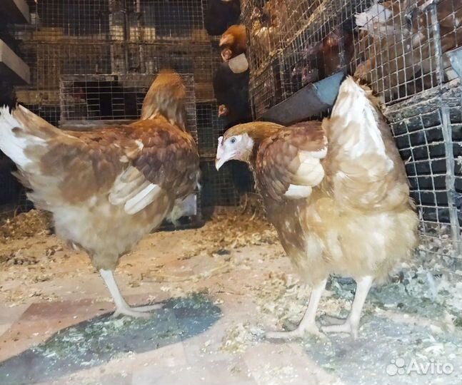 Куры - домашняя птица