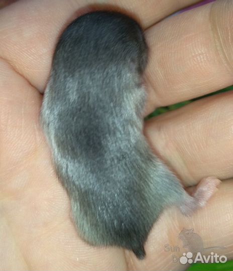 Слепушонка восточная