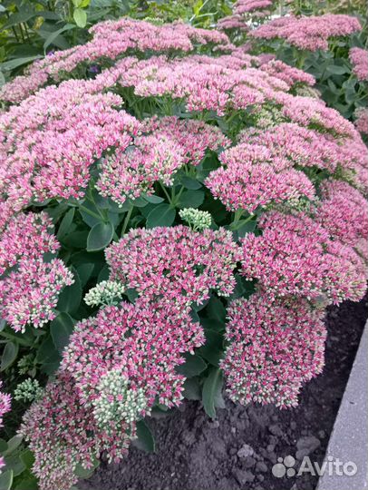 Многолетнее растение очиток