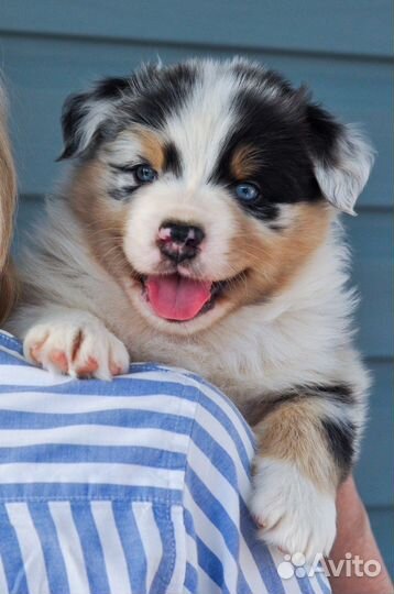 Щенки аусси