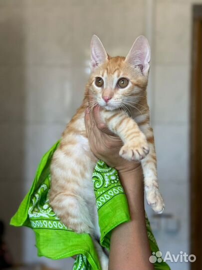 Котенок рыжий