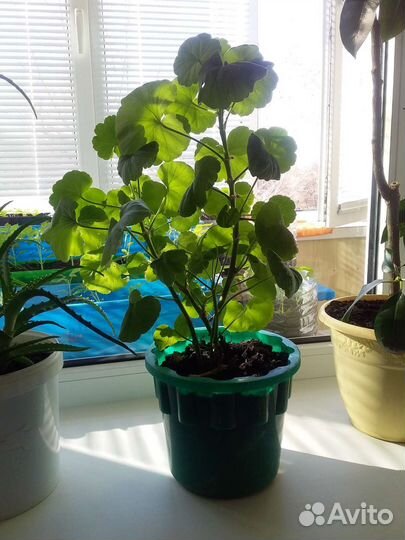 Герань пеларгония