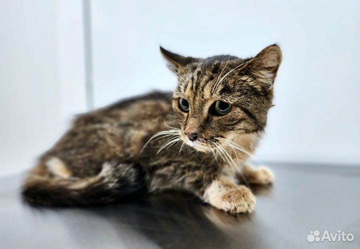 Кот в добрые руки