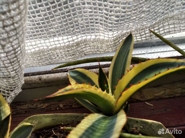 Черенки агавы на укоренение, черенки гибискуса