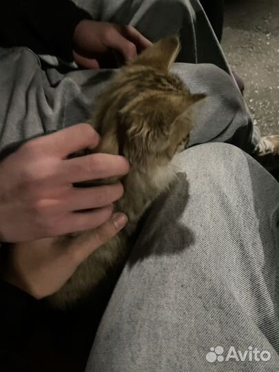 Отлам котенка бесплатно