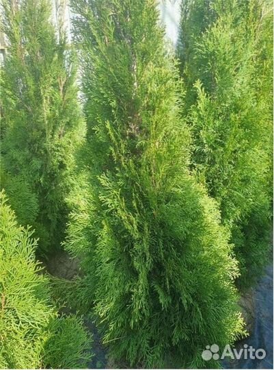 Туя коническая шаровидная Сосна горная Ель глаука
