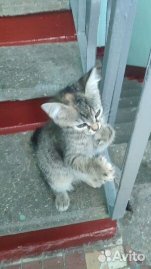 Котята в добрые руки бесплатно