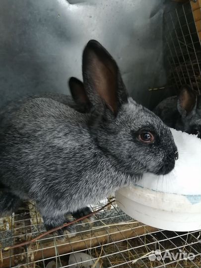 Полтавское серебро