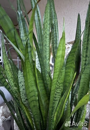 Щучий хвост