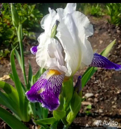 Ирисы бородатые